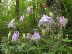 5月の秦嶺山脈：山野草の世界