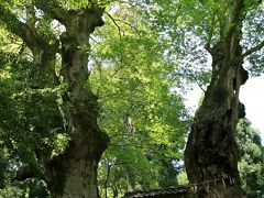 車で滋賀 ★菅原道真公お手植と伝わる菅山寺山門の欅の大木