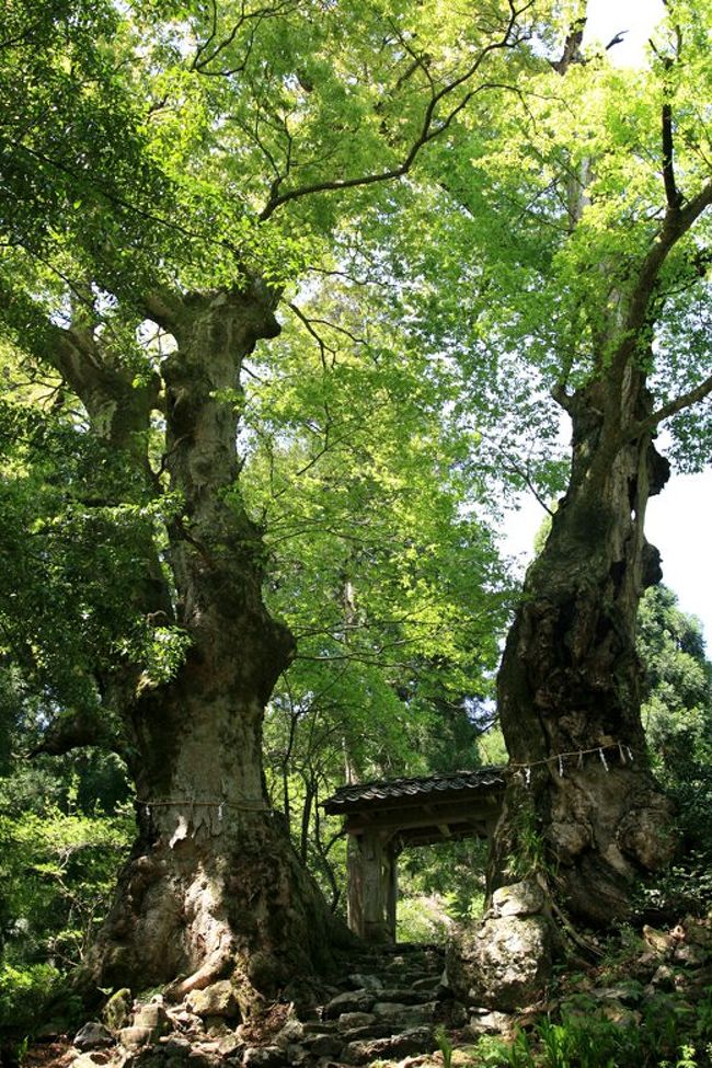 新緑の季節。滋賀県余呉の「大箕山菅山寺」へお参りがてら、樹齢千余年の欅の大木を見に行ってきました。以前、雑誌に掲載された迫力の欅の古木に接し、是非、生の姿を見てみたいものだと思っていました。今回その思いが叶えられることになりました。<br /><br />写真は、山門そばに立つ樹齢1100年の欅の木二本。