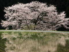 水田に映り込む満開の桜。。諸木野の桜（もろきののさくら）。　/奈良県宇陀市榛原