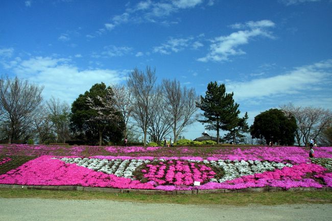 昨年に引き続き、相模川の芝ざくらを鑑賞しに行ってきました。<br /><br />相模川左岸の堤防に敷き詰められた芝ざくらをカメラ片手に<br />のんびりと散策してきました。<br /><br />イベント期間中は、相模川の河川敷に臨時駐車場（有料：500円）が設けられ、多くの人で賑わいます。<br />今年は、臨時駐車場への入口付近にも交通整理員がいて、スムーズに入退場することができました。<br /><br />〜相模川の芝ざくら〜<br />相模川新磯地区の芝ざくらは、相模川左岸の堤防にあり、通称「芝ざくらライン」と言われています。<br />全長1.4Kmあり、日本一の長さを誇るそうです。<br />（パンフレットより一部引用）