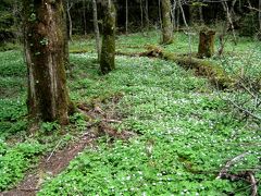 ニリンソウ咲く上高地（前編）