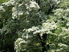 小さな旅●愛知犬山市 西洞の雪の花・ヒトツバタゴ（なんじゃもんじゃ）満開