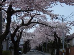 桜ヶ丘通りの桜～2010年5月