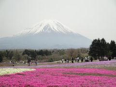 富士の芝桜は四分咲き