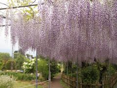 「祭田の藤」2010～福島市上野寺～