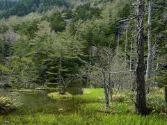 ニリンソウ咲く上高地（後編）