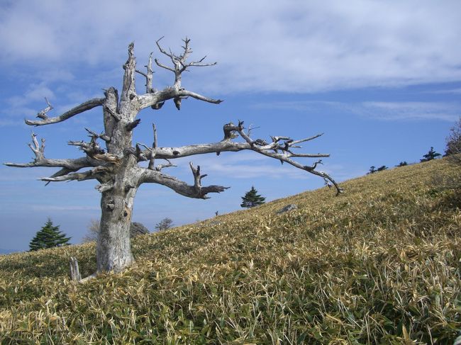 瓶ヶ森は、四国山地西部の石鎚山地に属し、日本三百名山のひとつです。<br />山頂西側の湧水のたまる瓶壺があり、名称はそれに由来しているそうです。<br /><br />瓶ヶ森　（かめがもり）　1896m 　<br />累積標高差　237m　（マイ高度計による）<br />歩行距離 　約2.8km<br /><br />2010年　登山記録<br />2/7 　　須磨アルプス<br />2/21　　播磨アルプス<br />3/11　　太神山・笹間ヶ岳<br />3/14　　堂満岳<br />3/21　　竜ヶ岳<br />3/30　　御在所岳<br />4/17　　藤原岳<br />5/4 　　釈迦岳<br />5/9　　 横山岳<br />5/15　　石鎚山<br /><br />