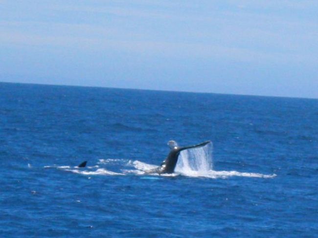 今回はおが丸２航海分の旅。母島３泊後父島へ。<br />本日は、最高の晴天。なんと船上からは鯨の親子を見ることが<br />でき、とても感激。
