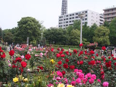 ２０１０　横浜のバラたち（後半）
