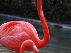 GWに上野動物園～アメ横　3時間でも十分　【後編】