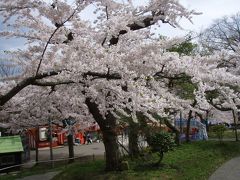 函館公園の桜～2010年5月