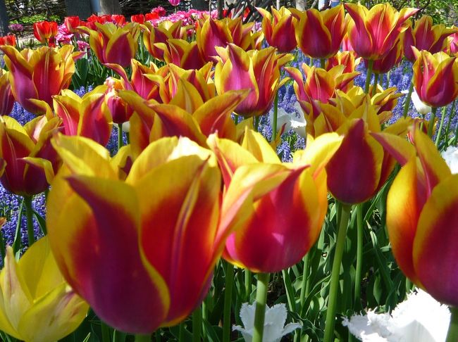 チューリップが開花（札幌・豊平公園）