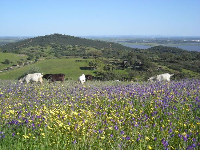 ポルトガルをレンタカーで周ってきた。<br />春爛漫、道端はお花畑状態で緑も多く、スペインの延長上にある赤土の国と言う先入観を覆された。<br />ここでは、国境の山岳地帯を所々スペイン側にはみ出しながら北上したルートの報告。<br /><br />詳しくは書きＵＲＬを参照ください。<br />http://don-quijotes.com/