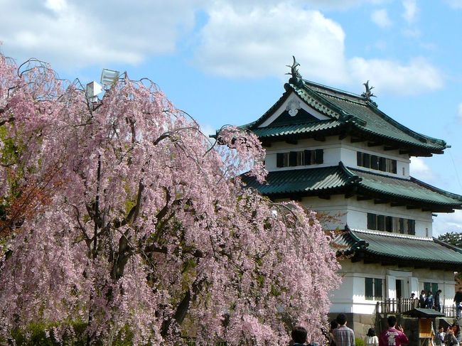 GWは仙台市内で過ごしたわけだが、天の邪鬼な私達は5/8〜9日で桜が有名な弘前市へ行く事にした。<br />桜祭りも5/5までで終わった事だし(笑)<br />でも今年の桜の開花は仙台でも一週間ぐらいは遅れている気がしたので弘前も!と淡い期待を抱いて快晴の仙台を朝出発。<br />昼食は大館市で本場の「きりたんぽ鍋」を堪能。→(一日目大館編)<br /><br />次の目的地「弘前公園」に向かう。<br />そしてもう一つの目的は「洋館とフランス料理の街」という弘前でフレンチディナーを堪能する事だ。<br /><br />★主な撮影ポイント<br />1.弘前公園(桜・天守・岩木山)<br />2.フレンチレストラン「シェ・アンジュ」