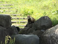 あれはひょっとしてハクビシンですか　わち山野草の森と琴滝