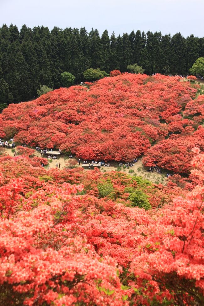 ■ 一目百万本と言われる葛城高原自然つつじ園。満開のヤマツツジで真っ赤に染まる高原を散策してきました。<br /><br />名古屋を６時３０分に出発し、東名阪高速を一路、奈良方面へ向かいます。２時間３０分ほど走り、法隆寺ＩＣを下りて南下。<br /><br />高田市の市街地をしばらく走ると葛城山が見えてきました。<br /><br />近鉄御所駅前のバス乗り場は、葛城山を目指す乗車待ち観光客で賑わっています。<br /><br />駅前から５分ほど走った所で渋滞です。ロープウェイはすぐそこですが、乗り場の駐車場がすでに満車で空待ちとのこと。<br />幸い５００ｍ程ふもとの臨時駐車場に何とか駐車できました。<br /><br />駐車場から歩いて山頂を目指します。