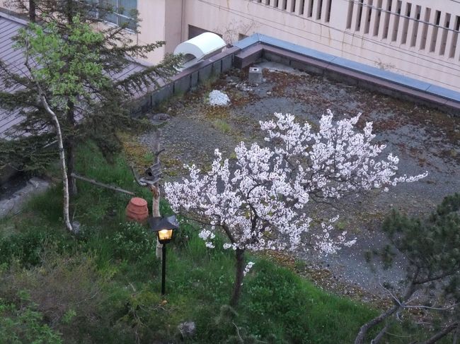 定山渓の遅い桜を見るために、ぬくもりの宿ふる川へ。<br />普段土日は空きのない人気宿ですが、この週はちょっとだけ<br />空きが。ひさしぶりに訪問しましたが、リニューアルしたあと<br />いろいろ工夫が凝らされていて、面白い！<br /><br />料金体系が面倒なお宿ではありますが、<br />今回は何でもついているプランだったので<br />面倒なし。のんびり贅沢いたしました！！<br />