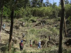 甦った三宅島　「古式の穴」の森づくり。その3