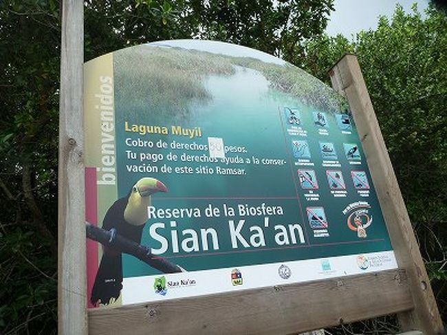 シアン・カーンは1987年に世界自然遺産にも登録されており、総面積52万ヘクタール。<br /><br />300種以上の野鳥と800種以上の植物が生息するメキシコを代表する広大な自然保護区。<br /><br />ジャングル散策を抜けると、そこは広大なラグーンが。<br />広大なラグーンの中にはところどころ生い茂るマングローブ。<br />沼地や入り江にはワニや多くの野鳥が住んでいるそうです。<br /><br />いよいよ河下り体験、胸が高鳴ります。<br /><br />