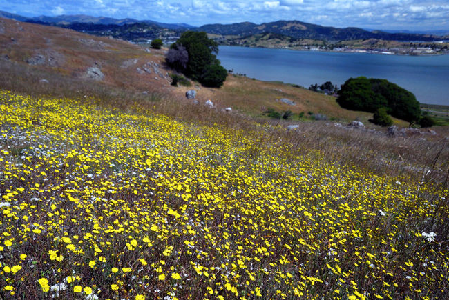 SF Bay Areaの今回の小旅行は、ハイキングクラブの仲間とSFの北、Marin CountyにあるRing Mountain Open Spaceに花の写真を撮りにいってきました。<br /><br />ハイキングクラブの「たいちょう」の案内で、花の説明を聞いて写真を撮りながらのハイキングだったので、殆んど進みませんでした(^^;<br /><br />花の写真だけアップです。<br />