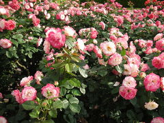 神代植物園　薔薇フェスティバル