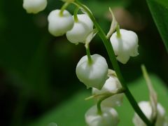 可憐なすずらんの群生に会いに山梨県のすずらんの里　芦川町へ