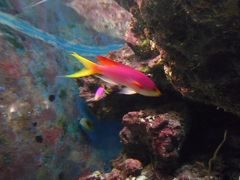 ちゅら海水族館（沖縄）