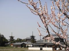 仔猫といっしょ計画（奈良２０１０　薬師寺・唐招提寺編）