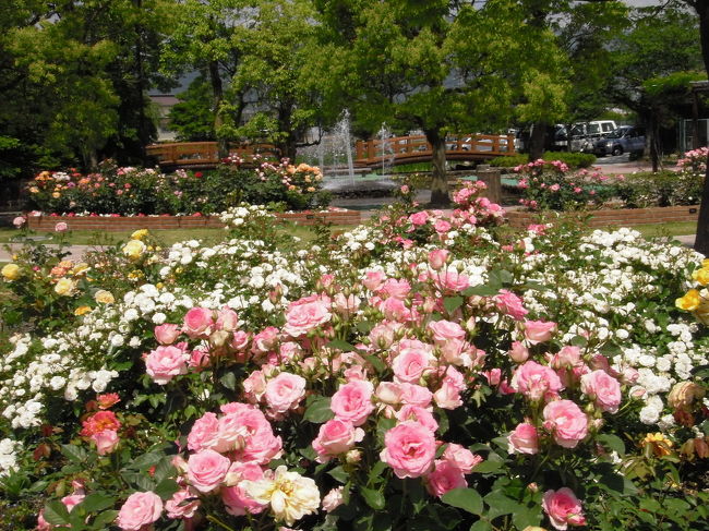 岐阜県が日本有数のバラ苗生産量を誇る産地だったことは、頭の隅では覚えていましたが、4トラベルで神戸町のばら公園いこいの広場が紹介されていましたから、これは…　是非とも咲き誇るバラを見てみたいと思いまして、ばら公園いこいの広場へ行きました。<br /><br /><br /><br />「ばら公園いこいの広場」<br />イングリッシュ・ガーデン調の公園で、約３３００株のバラが植えてあります。この公園ではふんわりとした優しいバラの香りが広がっています。<br />