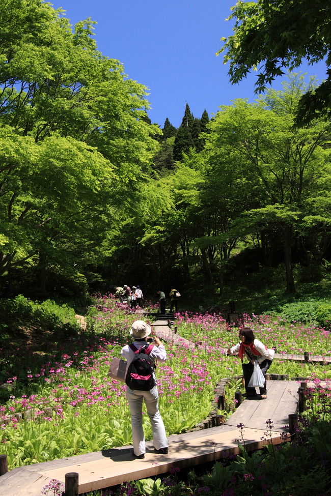 クリンソウが見頃だと言うことで、六甲山高山植物園へ！ついでに、六甲ガーデンテラスという展望スポットにもチョイ寄りしてみました♪<br /><br />●六甲高山植物園のサイト<br />http://www.rokkosan.com/hana/<br /><br />