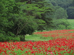 「虞美人」見て虞美人草が見たくなって森林公園へ（1）虞美人が流した血のようなシャーレーポピー