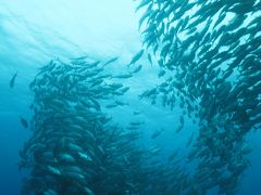 2010 粟国島ＤＩＶＩＮＧ　その1　水中　　