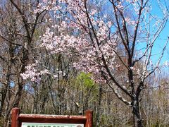 奥裾花自然園-1　長野市鬼無里の山すそへ　☆桜と雪を見ながら