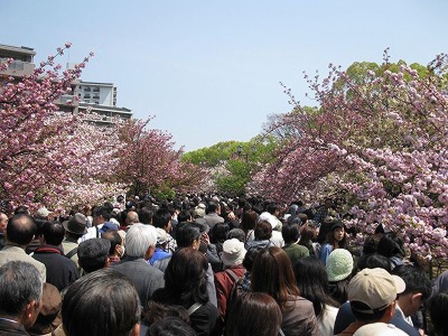 歩いて５分のところに大阪造幣局があります。八重桜がきれいで、毎年春に一般公開されます。ほんのちょこっと紹介します。