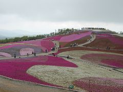 茶臼山へ芝桜を見に行きました。