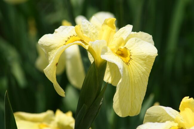 鶴舞公園の花菖蒲の紹介の続きです。<br /> <br />