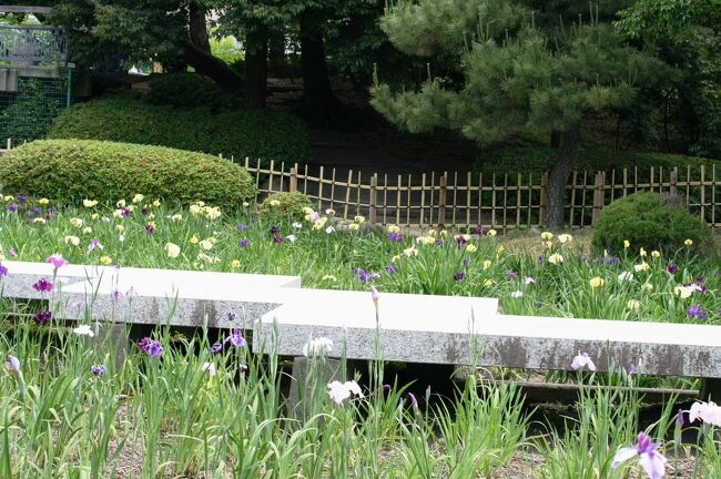 鶴舞公園の花菖蒲の紹介の締め括りです。<br /> <br />