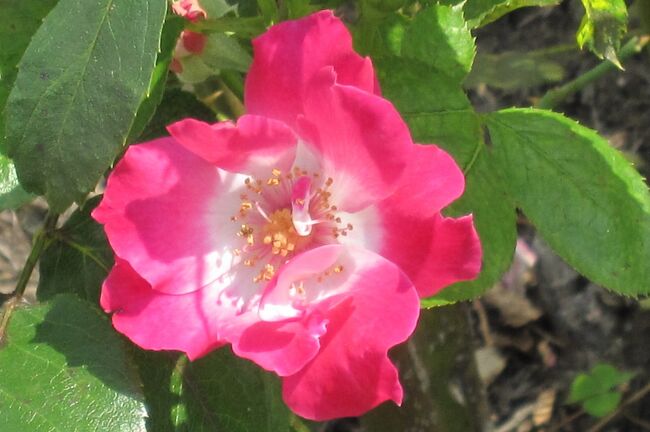 鶴舞公園の薔薇紹介の続きです。 何度も撮影しましたので、お馴染みの薔薇です。<br /><br />