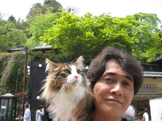 2010年2月に東急ハーヴェストクラブVIALA箱根翡翠のメンバーになったばかりなので、ゴールデンウィークの優先受付には間に合いませんでした。10日前のホーム枠の開放でペットルームとスイートルームが連泊で予約出来たので、5月2日〜6日の4泊5日で愛猫(ノルウェージャンフォレストキャット♀1才)を連れて夫婦2人で有馬温泉に行ってきました。