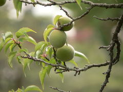 緑豊かな平安神宮・・・・・２