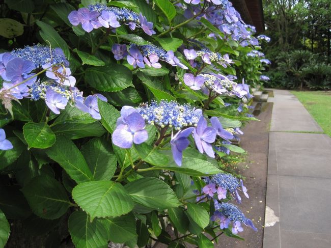 週末、紫陽花を見かけたので、<br /><br />紫陽花で有名な千倉の円蔵院の様子を見に出かけた。<br /><br />料理の神様で有名な高家神社の斜向かいあたりにあります。<br /><br />満開になるのが待ち遠しいです。<br /><br /><br /><br />千倉のマップはこちらで　http://www.m-boso.com/