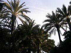 世界遺産旅行記【９９】エルチェの椰子園