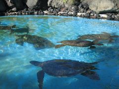 ホヌがいっぱい　【Sea Life Park】