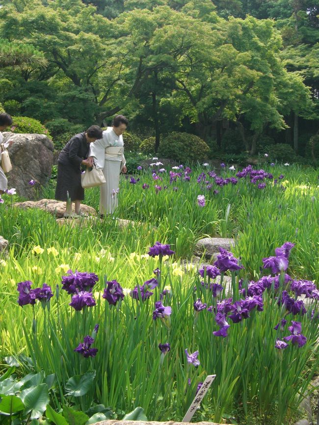 以前から気になっていて行きたかった六華苑と諸戸氏庭園へ行って来ました。<br /><br />ちょうど菖蒲が見頃を迎えて最高!