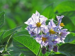 初夏のまぶしい日差しを花びらに集めて