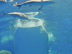 2010.5沖縄出張旅行5-沖縄美ら海水族館，おきなわ郷土村