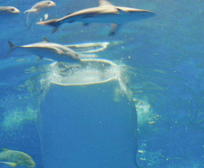 まだこの水族館を見たことがなかったので，許田の道の駅で1800円の入場券を1550円で買い込んだ．1358駐車場について早速，水族館に．亜熱帯の黒潮の海のきれいな魚をたくさん見ることができた．サメや珊瑚礁などの知識も得ることができた．ジンベイザメの食事は圧巻！でかい口で水を飲み込みながらえさをとる！1553見学終了．比較的急いで見学しても2時間弱かかった． <br />水族館を感動した後，さてこの広い沖縄海洋博公園でどこに行こうかと思ったが，やはり私は「沖縄の民家」がみたくて「郷土村」に行った．地頭代の家では，1600でおしまいとのことで入場を断られた！まだ1542だぞ！1600でおしまいということは1600まで見る権利があると言うことだ．ホームページをみたがどこにも1540では入場できないとは書いていない．国立の施設なのに職務怠慢ではないのか．でなければ1530とか大きく書いておくべきだ．いまだこのような公務員がいるとは驚きだ！！というわけで中にあがることができなかった．見学に10分もかからないところに，18分も余っているのに入れないなんて！！怠慢きわまりないとおもった．<br />しかし奄美の民家やよ与那国島の民家などおもしろかった．風通しは良く涼しそう，台所も別棟になっているのもおもしろかった．赤瓦が庶民に許されたのが明治22年というのも，今回の旅行ではじめて知った．1620見学終了，那覇空港の帰り道，万座毛など寄っていこうか．<br /><br />詳細はsuomita2<br />沖縄出張旅行8-沖縄美ら海水族館<br />http://4travel.jp/traveler/suomita2/album/10467718/<br />沖縄出張旅行9-おきなわ郷土村<br />http://4travel.jp/traveler/suomita2/album/10467774/<br />