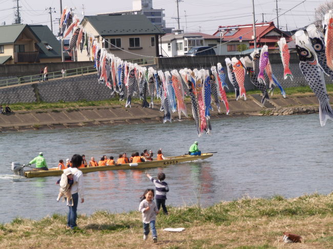 　北上展勝地は北上駅と北上川を挟んである。春の桜の頃には駅下の北上川の岸から対岸の北上展勝地への渡し船が出る。北上展勝地の桜は染井吉野の古木であり、もう寿命だ。東北の桜の名所、弘前も角館にも染井吉野はたくさんあるが、花見客のお目当ては枝垂れ桜だ。北上展勝地は弘前や角館と比べるとやはりランクが下がる。そんな中で、横の広場に植えられた数本の紅枝垂れ桜は人気だ。もう桜見ができるほどの大きさに育ってきた。染井吉野と比べるとひときは彩りが鮮やかだ。それが人気の秘密か。<br />　北上川の上を泳ぐ鯉のぼりと北上川を行くボートやカヌーが定番になった。それと古木の桜並木のトンネルの中を行き来する馬車も見慣れた光景だ。しかし、桜が染井吉野だけでは地盤沈下は止められまい。枯れた染井吉野の古木を若木に植え替えるだけでは東京からはるばるやって来る花見客は引き留められないということだ。山側に1列、出来れば川側の遊歩道の横にも紅枝垂れ桜の桜並木が必要だ。中々ない紅枝垂れ桜の桜並木、それが2kmもあったら北上展勝地が東北の桜の3名所になることは請け合いなのだが。<br />（表紙写真は北上展勝地の鯉のぼりとボート）