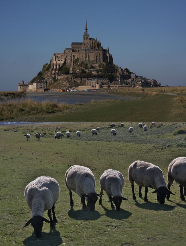 モン・サン・ミッシェルの羊<br />The sheep of Mont St.Michel  2008.10.11<br />────────────────────────<br />明けましておメーでとうございます<br />　勢ぞろいで皆様に新年のごあいさつを申し上げます<br />　　今年は私たちの出番です<br />　　　よろしくおねがいいたします<br />       パリへお越しの際はぜひ１泊でお出で下さい（羊一同）<br /><br />みなさまのご健康とご多幸をお祈りします　<br />　　　　未年のyamada423<br /><br />    平成27年（2015年）元旦<br />     ─────────────────────────<br />   祝　モンサンミッシェル橋開通　2014.7<br />     ─────────────────────────<br />まえがき<br />私が写真を撮る際に最も大切にしているのは、被写体そのものよりも、そこに反射する光が作り出す輝きと陰影です。それが私が画家クロード・モネを好きな大きな理由です。それゆえに、私にとっての写真とは「光と感動の記録」<br />光の画家モネの「ルーアン大聖堂」連作や「積みわら」シリーズ、新国立美術館で公開した（2010年8月16日まで）の「日傘を持った女」（2枚セットの1枚）、などが特にその光をモチーフにした作品と言われています。<br />私の今回の旅行記シリーズでもルーアン大聖堂、エトルタの崖、オンフルールのドック、モンサンミッシェルの朝夕などの撮影で光の捉え方に意を注ぎました。旅行記を読み、写真を観るときに思い出していただければ嬉しいです。<br />また旅先の雰囲気（臨場感）を出すため、できるだけ人物を写し込むことに心がけました。<br />写真の説明に不可欠なフランス語は日本語に翻訳しましたが、あまり自信はありません。仏語は学生時代に東京日仏学院会話専門コースで１年間学んだだけなので読み書きは苦手です。<br />　　　　　────────────────────<br />ノルマンディー・ブルターニュの旅2008　　2008年10月7～16日<br />今回の旅行は印象派を代表する画家クロード・モネが幼少時代から43歳で睡蓮の池で有名なジヴェルニーの家に移るまで主に活動したル・アーヴルおよびオンフルール、エトルタなど周辺の町を中心としたノルマンディー地方と世界遺産モン・サン・ミッシェルが有名なブルターニュ地方を訪れました。（①～⑥の６編からなります）<br />モン･サン･ミッシェルを訪れるのは43年ぶりのことです。<br />　　　　　────────────────────<br />2008年10月11日（土）オンフルールを出発の朝、外はまだ暗い。<br />7時半にタクシーを予約しておいたので少し前にフロントへチェックアウトに行ったが、誰もいないのでカード・キーをカウンターに返してそのままタクシーに乗り込んだ。<br />運転手は３０代と思われ、車はＶＷだった。助手席に案内してくれたので、少し走ったところで、このＶＷはいい車だねと言うと、ＶＷパサードとのこと。日本で買うと400万円以上するだろう。<br />車は前席のほうが乗り心地が良いことを知ってか、客との対話を大事にしてか、助手席に案内してくれたこのプロの運転手を尊敬してしまいました。<br />フランス語しかしゃべらないので会話は少ししか出来なかった。それでも途中霧が濃いところに差し掛かると、こういう日は晴れるよと教えてくれた。１０分ほどで高速に乗りカーンには４０分ほどで着いた。その日はモン・サン・ミッシェルまでずーっと晴れだった。<br /><br />8：43発の３両編成の列車はカーンCaenからコタンタン半島を西へ進みCoutancesから南下してモン・サン・ミッシェルPontorson Mt St Michaleまではちょうど２時間で着いた。（12ユーロ）車窓の景色は牧草地、とうもろこし畑、大きくない森などで山は見えない。<br />コタンタン半島の先端にはカトリーヌ・ドヌーブ出演の映画「シェルブールの雨傘」で有名なシェルブールがある。ここには使用済み核燃料処理施設があり、日本が依頼した核燃料もここで処理されている。<br /><br />線路の両側にはずーっと木が植えてあるので景色を写すのは難しい。マニュアル・フォーカスにして距離を∞にセットしておいて、植え込みの切れ目の瞬間にシャッターを押すしかないが、それなりにスピード感が出て悪くはない。<br /><br />モン・サン・ミッシェル駅Pontorson Mt St Michaleは人気の高い観光地の最寄駅とは思えないひっそりとした小さな駅で、世界遺産登録（1979）で人気化する以前と変わらないのだろうと想像した。<br />ほとんどの観光客は車かバスを利用するので、駅の利用者は少ないのであろう。<br /><br />駅前に停まっていたバスがモン・サン・ミッシェル行きで、運転士に聞くと11：22発で10分少々で着くといっていた。予約したホテルは終点より手前１Km（実際は２Km）のホテル地区にあると教えてくれた。<br /><br />Le Saint Aubert Hotelのチェックインは３時からなのでキャリーケースを併設のレストランに預けてモン・サン・ミッシェルへ向かった。ホテル地区を抜けると頂上に修道院を擁する特徴ある島が見えてくる。まず目に入ったのは、手前の草原でもくもくと草を食べている羊の群れで、首から上が黒いサフォーク種（Suffolk)である。<br /><br />島の手前の駐車場には観光バスや乗用車が多数停まっている。ここもまっ昼間に着いたので、やや単調な景色だが夕方が楽しみだ。（前日のオンフルールにも昼前に着いたが、ヨットが係留されたドックの夕方から夜の風景が素晴らしかった。）<br /><br />島に着いて50ｍ程行ったところにある王の門Tour du Roiから、300ｍほどある狭い上り坂の両側にひしめくように並んだレストランと土産物屋の一画を過ぎ、更に急な階段を100ｍ位登ると修道院の入り口がある。<br />入口から続く階段を登ってしばらく並んだが列が一向に進まないので入場はあきらめた。「キリスト教徒でもないし、まあいいか」　<br />43年前1965年に学生の時、四大学学生仏工業視察団（MJET）http://4travel.jp/traveler/810766/album/10753546/で来た時、少ない時間に急いで息を切らして上まで登った記憶がある。末尾にその時の旅日記の一部と写真を加えました。<br />この学生工業視察団の50周年の記念旅行を2年前倒しして、今年2013年にプロヴァンスとパリ旅行をメンバー9名で実施しました。<br />2013フランス旅行（準備編）<br />http://4travel.jp/traveler/810766/album/10763784/<br />2013フランスの旅　ハイライト編<br />http://4travel.jp/travelogue/10784450<br /><br />修道院の尖塔は島内に入ってしまうと見える場所が限られてしまうが、周囲の海は干潮で遠くまで干潟になっておりウォーキング・ツアーの人々までがよく見える。<br /><br />降りてくる途中で周囲の家並みの屋根や煙突、屋根裏部屋など、下からは見えないものが見られて面白かった。どこを歩いても階段と坂の連続で、現代のバリア・フリーの概念の対極をなすもので歴史の重さを感じさせる。これも世界遺産認定の要件かと推測した。車椅子での修道院見学は困難で、外観とグラン・リュの見学に留めるほうが無難と思う。<br /><br />島で一番有名なラメール・プラーの、別館での昼食には名物のオムレツをたのんだが、泡立てた卵の玉子焼きで、内部は生のままでおいしいとは思わなかった。電子レンジがあればチンしたかった。<br />今思えば「よく焼いてください　ｷｭｲｴ　ﾋﾞｴﾝ　ｼﾙ･ｳﾞ･ﾌﾟﾚCuire bien s&#39;il vous plait」と頼めばよかったのに！　<br />ただ海に面した席からの眺めは大変良かったので後悔はしていないし、何より自分の舌で味を確認したことが大きい。<br /><br />ここのお土産は羊のぬいぐるみ（自分のコレクション）とキッチン手袋（ミトン）。裸足で干潟のウォーキング・ツアーから帰っ女性の足の写真を一枚。<br /><br />モン・サン・ミッシェルの昼間の撮影を終了し、帰りも島を時々振り返りながら何枚か撮ったり、羊の群れが背から陽を受け、その影が一体で揺れる様に見入ってしまったり、気の向くままの足取りでホテルへ戻った。これも非日常のひと時である。<br /><br />レストランLe Bergerieに預けたキャリー・ケースを受け取り、チェック・インを済ませ、昼の部を締めくくる入浴・昼寝タイム。「おやすみなさい」。<br />安い宿だがバスタブがあるのはシニアにはありがたい。<br />海外旅行でのこのパターン、すなわち1日を二つに分けた行動はアクティブに行動するシニアにとっては不可欠だ。<br /><br />７時ごろ三脚とカメラだけを持って夜景の撮影に出かけた。ちょうど沈む太陽の撮影にギリギリ間に合った。日没後の空の色の変化はいつ体験してもその美しさに感動させられる。私にとっての写真とは「光と感動の記録」を実践する「とき」だ。<br /><br />輝くオレンジから赤、赤から赤紫、やがて赤みが薄れてトキ色、さらに赤みが消えて青灰色、薄闇の青、群青の濃闇へと一時間もかからない。昼間の帰りに目星をつけておいた、水面に島全体が映る場所に三脚を据え撮影準備を整えた。<br /><br />待つことしばらく。やがて少しずつライト・アップが始まった。西の空の残照とライトとの割合の変化で微妙に変わってゆく夕景色を撮っていると、今自分がそこにいて、何の制約もなくそれが出来ることに感謝し、そのこと以外何も考えていない。貴重な心の真空地帯。撮影はすべてマニュアルモードにしてモニターでチェックしながら満足いくまでトライした。<br />ひとつ失敗したのは懐中電灯を持参しなかったことで、暗がりでの撮影条件の設定に苦労した。<br />懐中電灯は夜道の家畜（羊）の糞対策でも有効です。<br /><br />帰りがけに隣のレストランLe Bergerieで夕食をとった。前菜のスモークサーモンとメイン・ディッシュには特産である羊のロースト（超美味）、赤ワイン、紅茶（35ユーロ）。<br />心の中で羊に手を合わせる。「羊さん　ありがとう」<br /><br />１０月１２日（日）<br />モン・サン・ミッシェルの夜明けを見ようと手ぶらで出かけたが、東の空が赤みをさしてきたので失敗に気付き、急いでカメラを取りに戻った。８時過ぎても地平線あたりの雲が邪魔して太陽がなかなか顔を出さない。<br /><br />日の出前の空を海から陸に向かって多数のカモメと思しき群れが、時にはばらばらに、次には隊列いわゆる雁行をなして飛んでゆくのが、その鳴き声とともに印象的だった。<br />これこそ私の旅の目的である、「非日常の体験」である。<br /><br />８時４０分ごろになってやっと雲間から太陽がのぞいた。おもわず両手を挙げて拝んだ。修道院のガラスに反射する朝日を眺めて写し、モン・サン・ミッシェルの予定をすべて無事に完了。（拍手）<br /><br />今日の目的地ブルターニュ半島西端のカンペールには、レンヌまでバスで行き、そこから列車に乗る。未知の土地を訪ねる期待と少しの不安が一人旅独特の緊張感を抱かせる。<br /><br />撮影CANON EOS40D EF-S 17/85 IS USM<br /><br />　　　　　─────────────────────<br />＜編集履歴＞<br />私の予想ではこのモンサンミッシェルの旅行記が最も多くの訪問者の関心を集めると思います。<br />ご感想やご質問などはぜひ掲示板にお寄せください。<br />今後の旅行記の編集の参考にさせていただきたいと思います。<br />編集・公開　2010.6.8<br />　　　　　──────────────────────<br />予想した通り、今人気の観光地だけあって2日で150を超えるアクセスを頂きました。この旅行記の写真40枚の選考に漏れた画像が100枚ほどありましたので、二次選考して80枚前後の写真で構成した「モン・サン・ミッシェル昼・夜・朝 2008続編」を編集・公開いたしました。<br />http://4travel.jp/traveler/810766/album/10469817/<br />スライドショー感覚で見られるように、説明は簡単にしました。<br />昨日6月14日に公開しましたので、本編と合わせてお楽しみください。<br />2010.6.15<br />　　　────────────────────────<br />2010.7.23　増補改訂　　　<br />続編の写真20枚をここに編入し「モン・サン・ミッシェルの光の風景」の充実をはかりました。（写真総数　64枚）<br />　　　────────────────────────<br />2011年4月<br />いまヨーロッパ旅行の目玉商品的に人気のモンサンミッシェルの観光はやはり春以降がシーズンですが、ぜひ宿泊して景色の移り変わりを存分楽しまれることをお薦めします。個人でパリから行くにはレンヌまでTGVを利用し、その先バスが便利です。<br />下記の日本語サイトは分かりやすく実用的なのでお奨めします。クチコミにも記載しました。<br />http://www.destination-montsaintmichel.com/?lang=jp#(日本語）<br />「時刻表と運賃」をクリックして利用時期を選ぶ。<br />満潮時刻と潮位なども見られます。<br />High tides in Mont Saint Michel Bay!<br />http://www.ot-montsaintmichel.com/fr/horaire-marees/mont-saint-michel.htm<br /><br />光の風景の撮影に不可欠の日の出・日没時刻はこのクチコミで簡単に調べられます。<br />http://4travel.jp/overseas/area/europe/france/mont_st_michael/tips/10177076/<br />http://www.sunrisesunset.com/（日の出・日没時刻サイト本体）<br /><br />パリへ戻ったときの用心のために、シニアからのアドバイスです。<br />クチコミ「スリの被害に遭わないための予防策」2011.3.28<br />http://4travel.jp/overseas/area/europe/france/paris/tips/10176840/<br />2011年7月<br />1965年3～4月の学生仏工業視察団で渡仏したときの資料とモノクロ写真を末尾に追加掲載しました。（写真総数　82枚）<br />　　　────────────────────<br /><br />2012年4月末より従来の島の前の駐車場が廃止され、対岸に大型新駐車場がオープン。島までのシャトルバス（パッサーpasseur)も新設された。新駐車場に設置された旅行案内所Tourist Information Centreには各種の案内があります。<br />http://www.bienvenueaumontsaintmichel.com/<br />Here you will find all the amenities you require:<br />Toilets,Luggage lockers,Baby lounge,Kennel,<br />Practical information on the parking area and the shuttles.<br /><br />路線バス(Rennes,Dol-de-Bretagne,Pontorson発）は従来どうり島の入り口近くまで行くようです。島の100ｍ手前のシャトルバスpasseurと同じバス停。<br />Train-coach connection:列車との接続<br />The timetables for the regional coach service have been aligned with the published TGV timetables.<br /> If the train is late, transport will be provided to take TGV travellers. On the return trip, if the coach is late, passengers will be put on the next train.<br />路線バスの時刻表はTGVの時刻表とリンクしており、列車が遅れても乗客を待って運びます。またバスが遅れたら次の列車に乗せます。<br />出典：http://www.destination-montsaintmichel.com/en/mont-saint-michel-train-coach-connection-p0-C26.html<br />パリから行く場合はMonparnasseからMont Saint Michelまで通しのチケットを買っておくのがお奨めです。<br /><br />鉄道とバスを利用する場合は下記クチコミを参考にしてください。<br />「モンサンミッシェルの個人旅行はTGV＋バスがおすすめです」<br />http://4travel.jp/overseas/area/europe/france/mont_st_michael/kankospot/10263298/tips/10177119/<br /><br />レンヌおよびドルからMSM行きのバス時刻表（From 02/09/2019 to 14/12/2019）<br />https://storage.gra1.cloud.ovh.net/v1/AUTH_2e10c334b62a4c6f99f893e18b2832f4/armor/upload/horaires/KeolisArmor_Horaires_MtStM_130x85_0209-1412_BDC_GB_v6.pdf?temp_url_sig=89e50ac6e508a9dd5af0276a7c89a6025af61a02&amp;temp_url_expires=1577833200&amp;inline=1<br /><br />2020.7.28参考サイト<br />https://urtrip.jp/mont-saint-michel-train-bus/<br /><br />参考旅行記<br />2013.8　あぼがどさん<br />http://4travel.jp/os_travelogue_each-10805576.html<br />2013.7.11　Papanさん<br />http://4travel.jp/travelogue/10791850<br />2011.1.4　big香港さん <br />http://4travel.jp/traveler/dai1221/album/10525629/<br />　